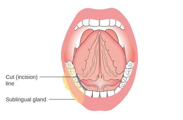 sublingual cbd consumption