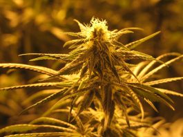 cbd-myth-final