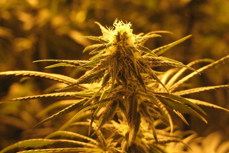 10 Common Myths & Misconceptions About CBD Oil