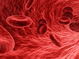 red-blood-cells