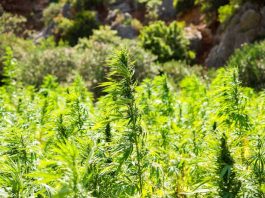 organic hemp