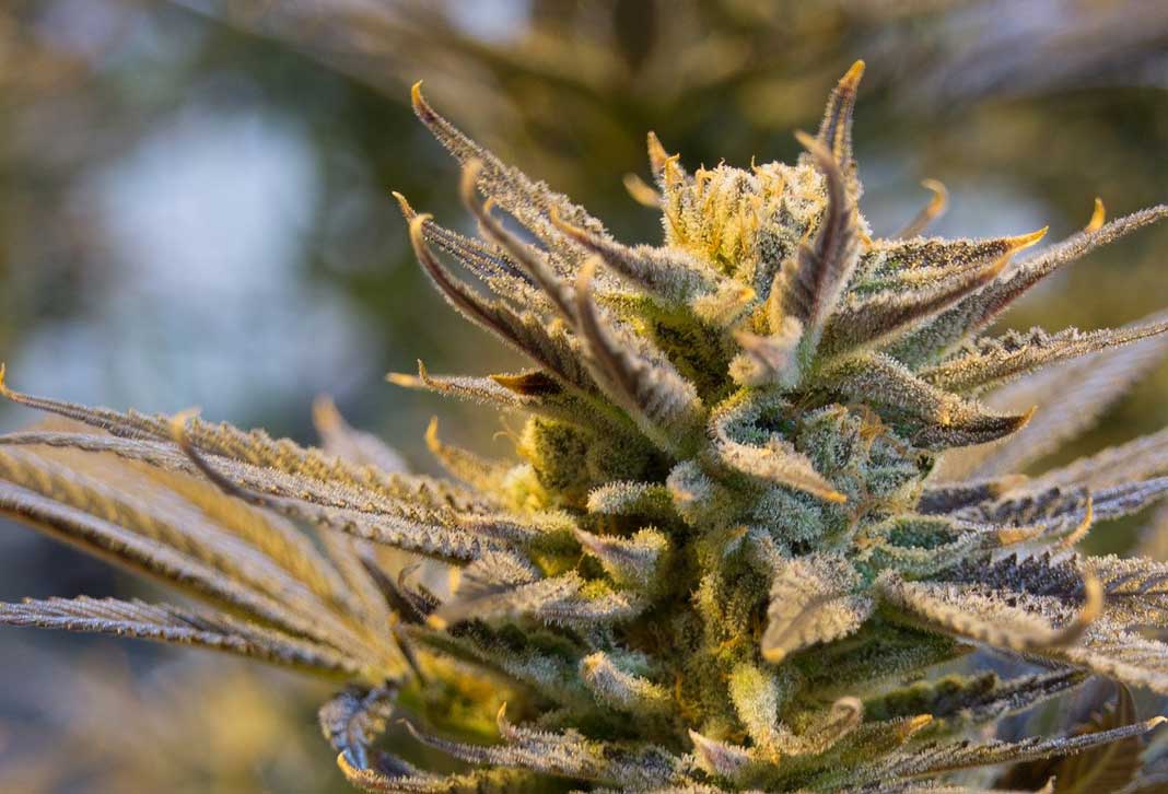 cannabis-plant