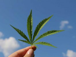 hemp leaves