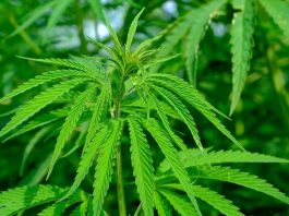 list-of-cannabinoids