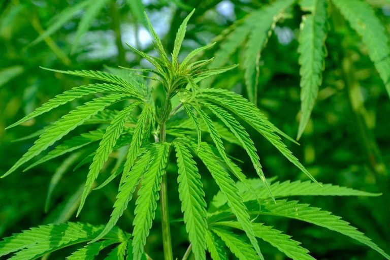 list-of-cannabinoids