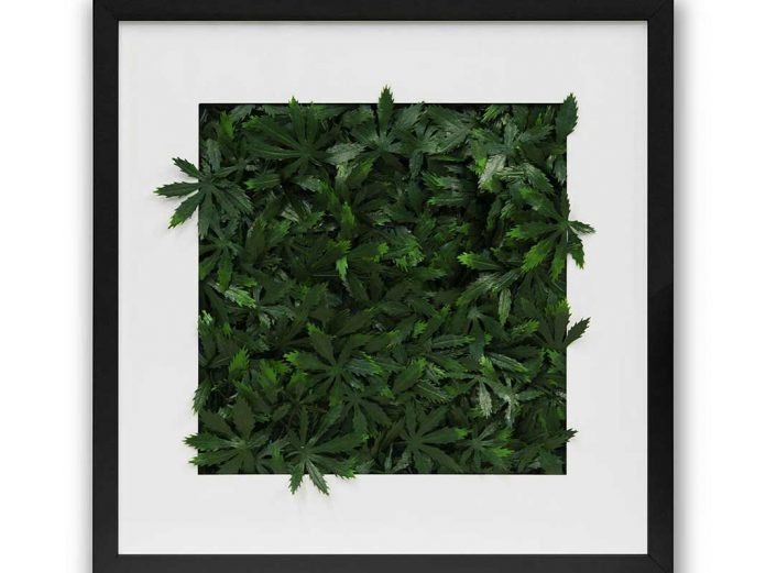 cannabis-leaf-backdrop