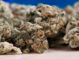 cannabis-anniversary