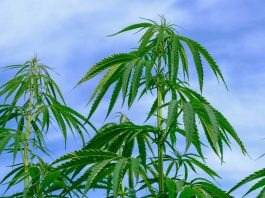 medical-cannabis-card